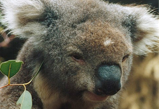 Koala Kangaroo Island
