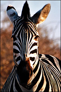 animali Parco Kruger