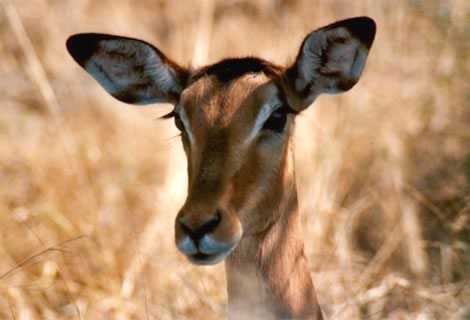 Impala - Kruger National Park