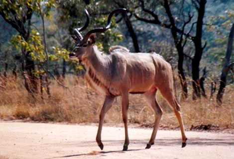 Kudu - Kruger National Park
