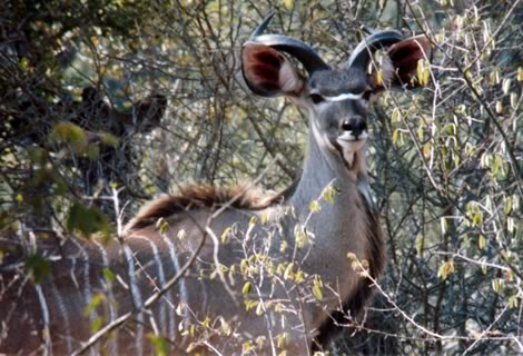 Kudu - Kruger National Park