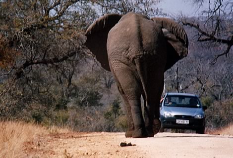 Elefante - Kruger National Park