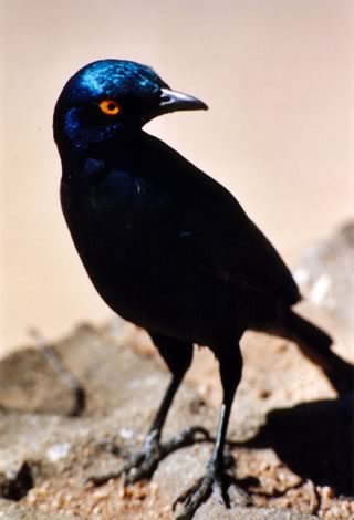 Blue-eared starling - Kruger National Park