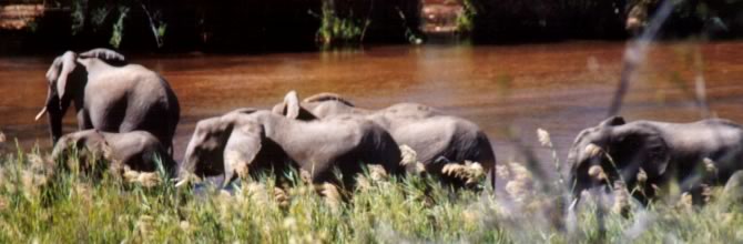 Elefanti - Kruger National Park