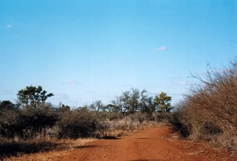 Pista - Kruger National Park