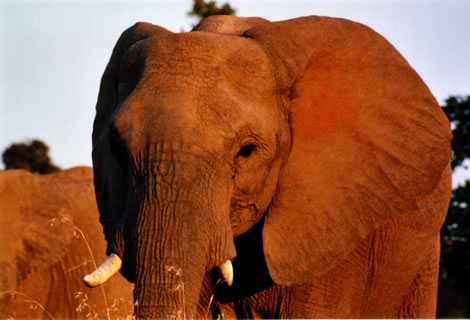 Elefante - Kruger National Park