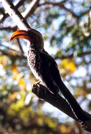 Yellow-billed hornbill  - Kruger National Park