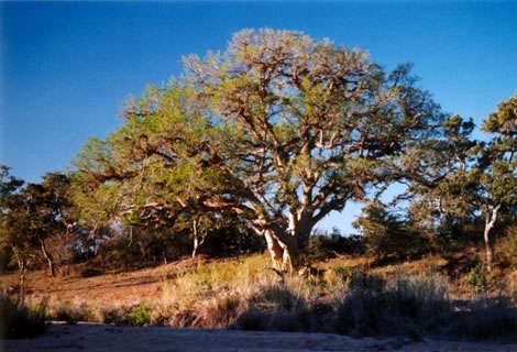 Sycomore fig - Kruger National Park