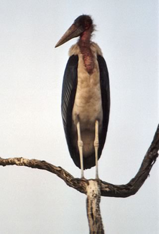 Marabou stork - Kruger National Park