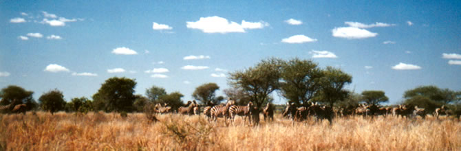 Zebre - Kruger National Park