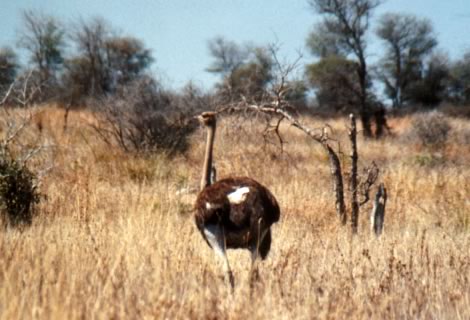 Struzzo - Kruger National Park