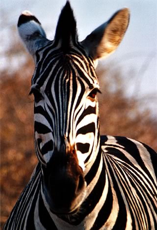 Zebra - Kruger National Park
