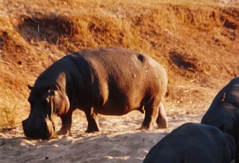 Ippopotamo - Kruger National Park