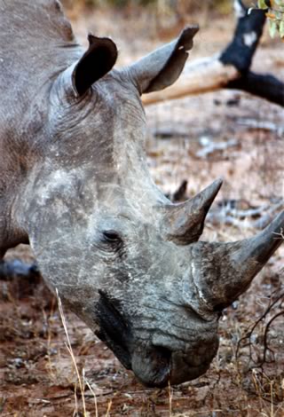 Rinoceronte bianco - Inyati Private Game Reserve