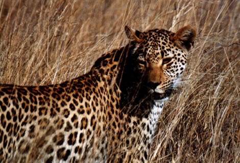 Leopardo - Inyati Private Game Reserve
