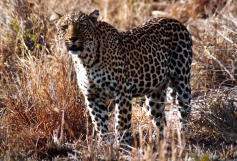 Leopardo - Inyati Private Game Reserve
