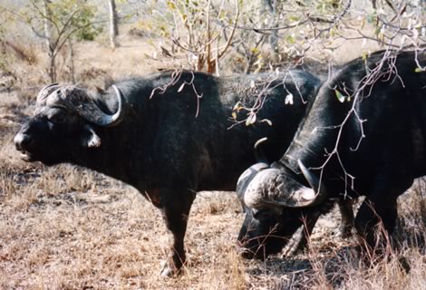Bufali - Inyati Private Game Reserve