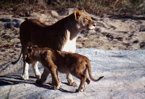 Leonessa - Inyati Private Game Reserve