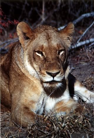 Leonessa - Inyati Private Game Reserve