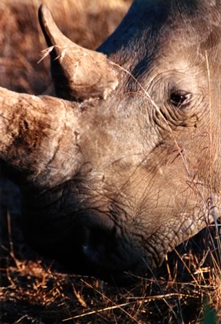 Rinoceronte bianco - Mkhaya Game Reserve