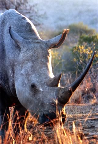 Rinoceronte bianco - Hluhluwe-Umfolozi Park
