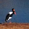 Saddle-billed stork 