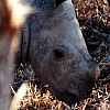 Baby rinoceronte (3 giorni)
