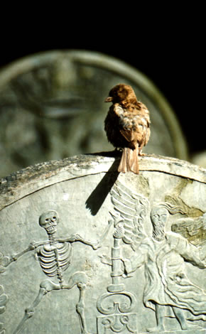 cimitero birds graves