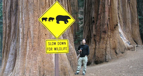 dimensioni sequoie