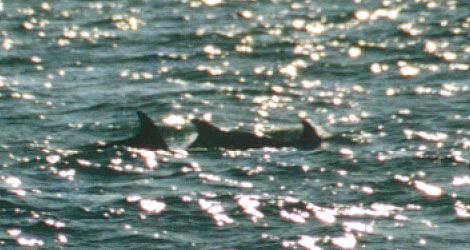 dolphins on the beach