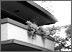 frank lloyd wright