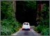 altezza sequoia