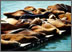sea lions