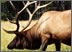 elk