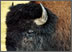 bison
