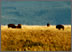 free wild buffalos