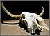 cow skull