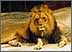 casino mgm lions