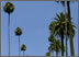 palme