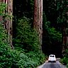 altezza sequoia