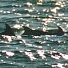 dolphins on the beach