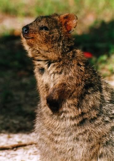 Quokka