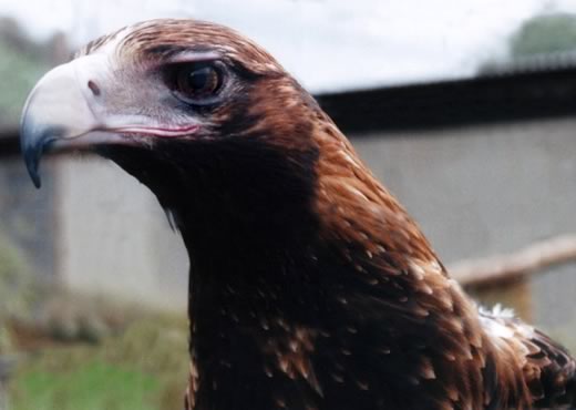 Aquila