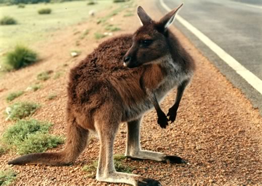 Canguro Kangaroo Island