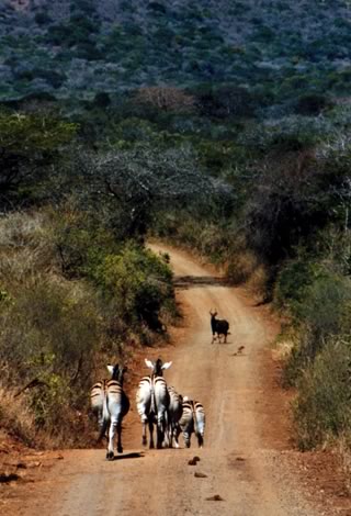 Inyati Game Drive