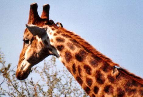 Giraffa - Kruger National Park
