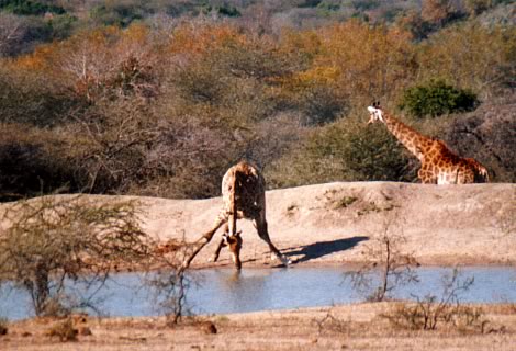Giraffe - Kruger National Park