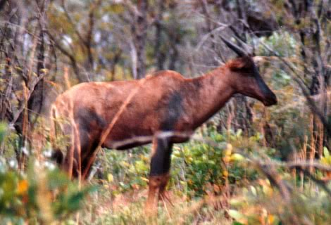 Tsessebe - Kruger National Park