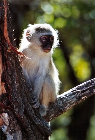 Cercopiteco verde - Kruger National Park