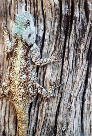 Blue-headed tree agama - Kruger National Park
